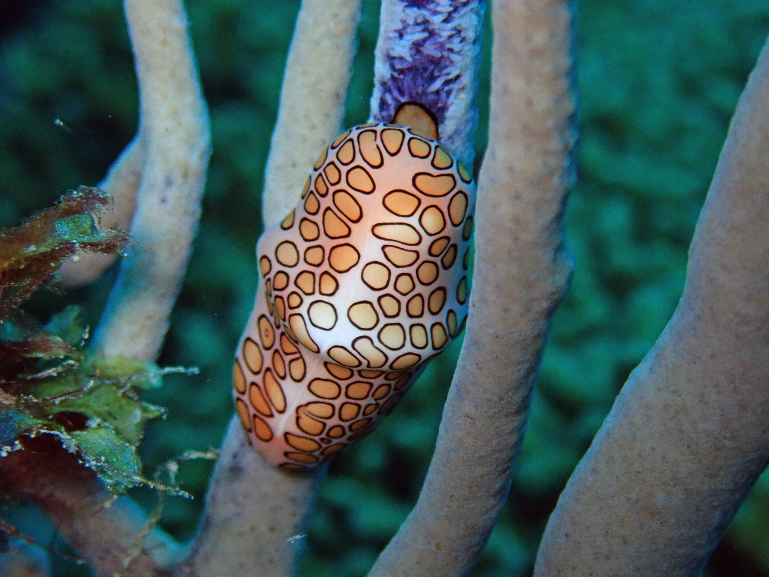 Barbados nudibranch.jpg