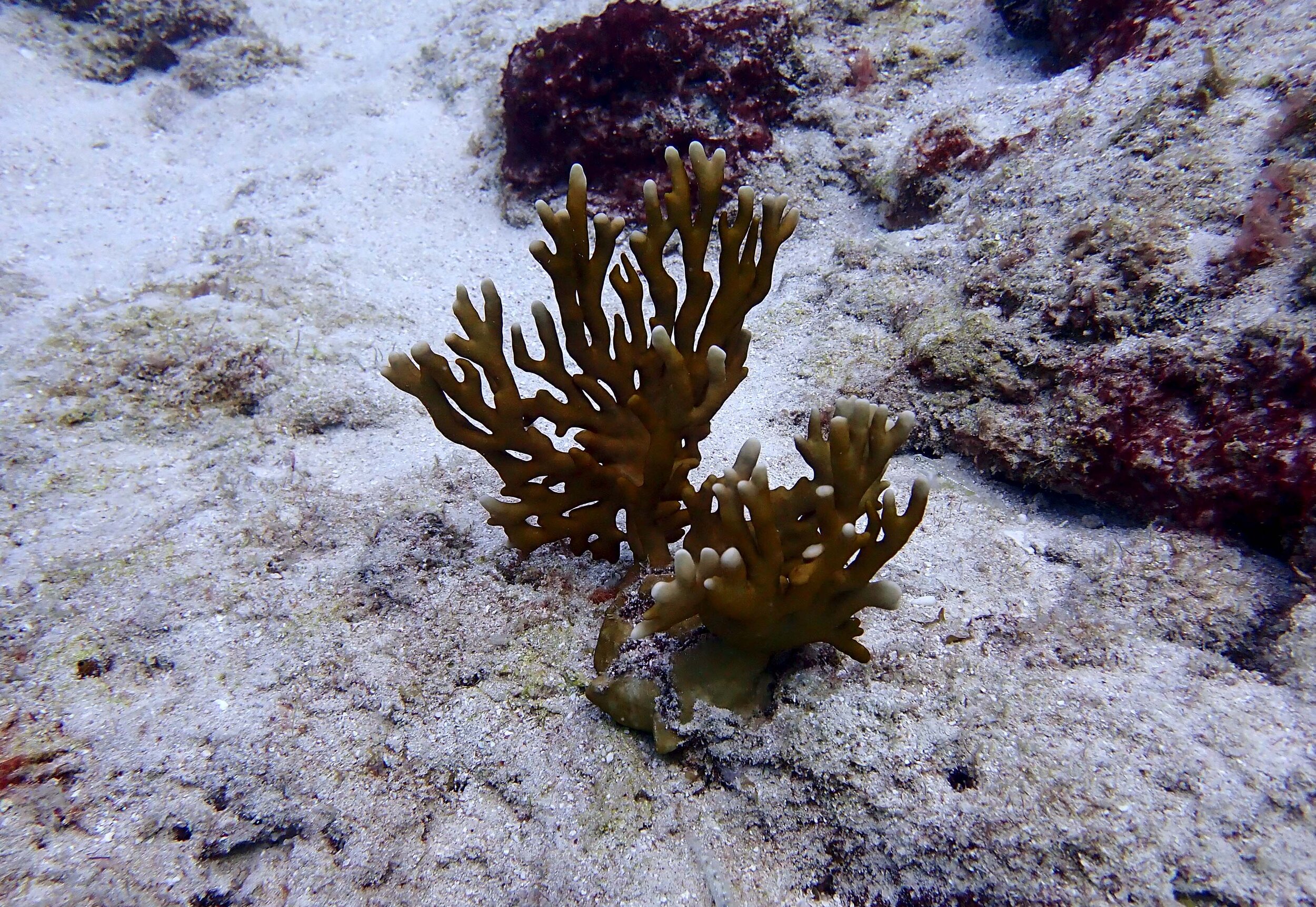 fire coral.jpg