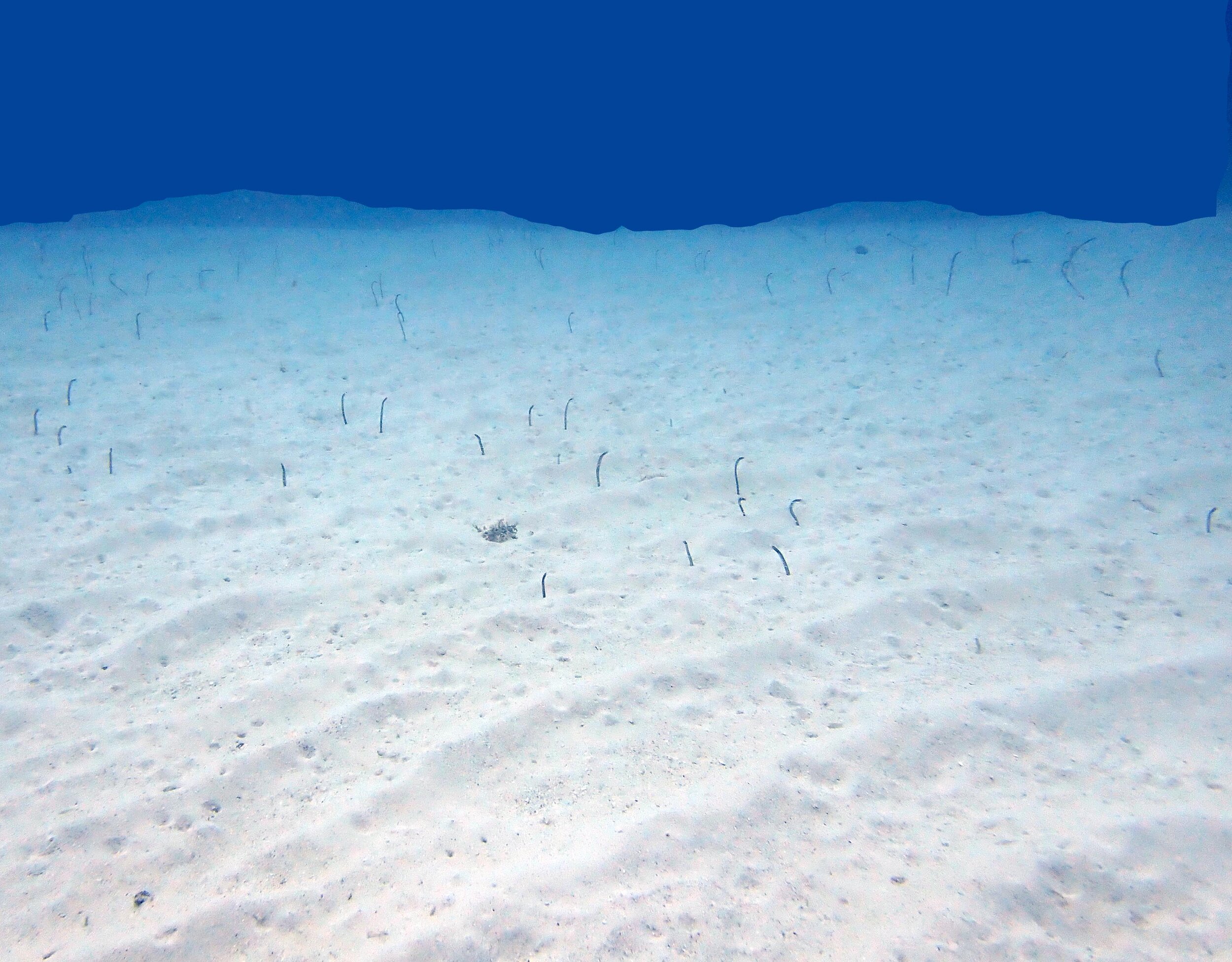 garden eels Barbados.jpg