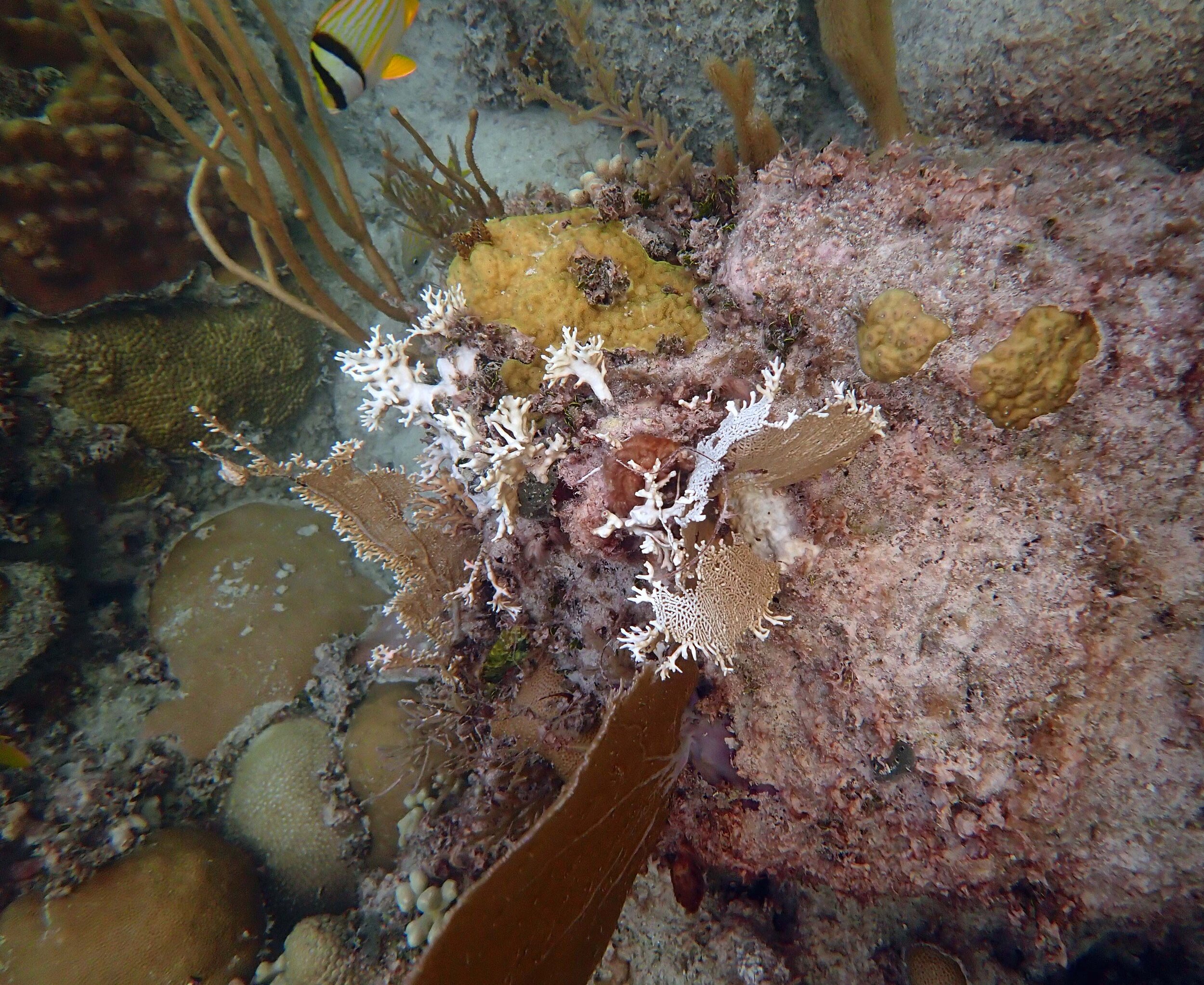 2019 Aug. bleaching fire coral.jpg