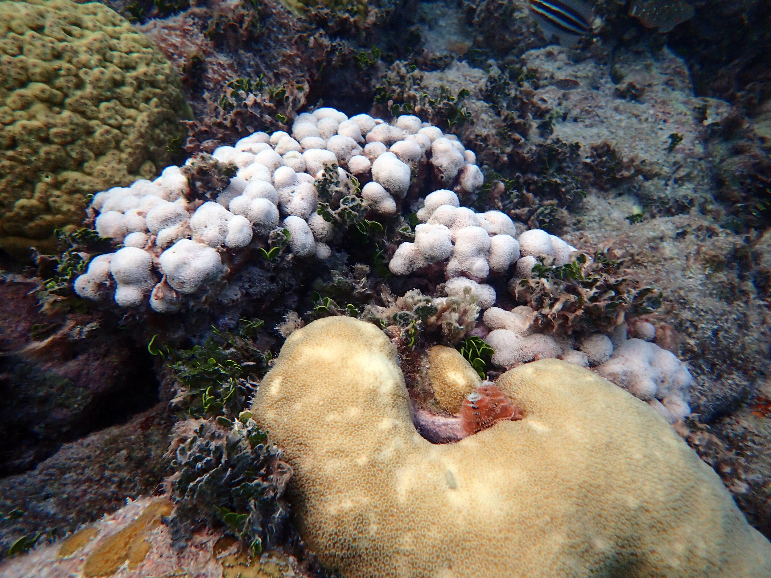 bleaching corals at Cheeca Rocks.jpg