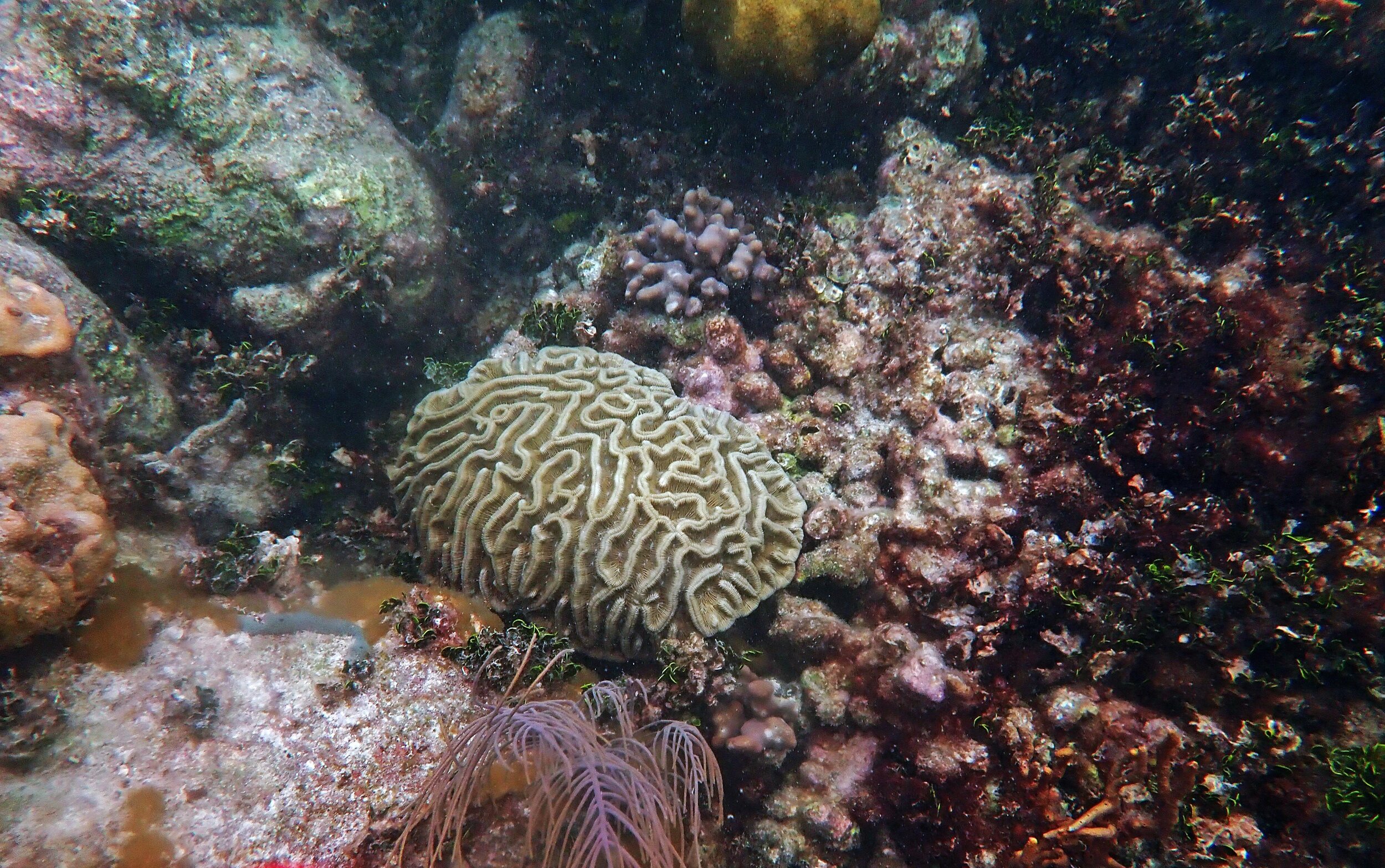 brain coral.jpg