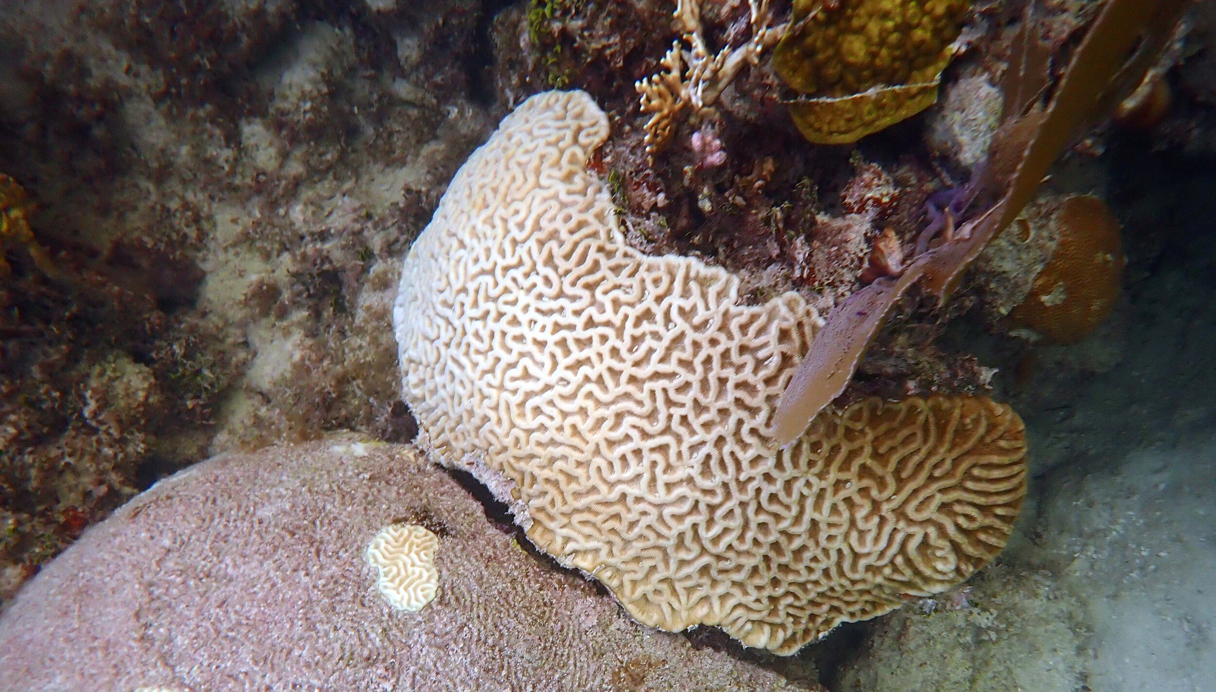 paling brain corals Aug 2019.jpg