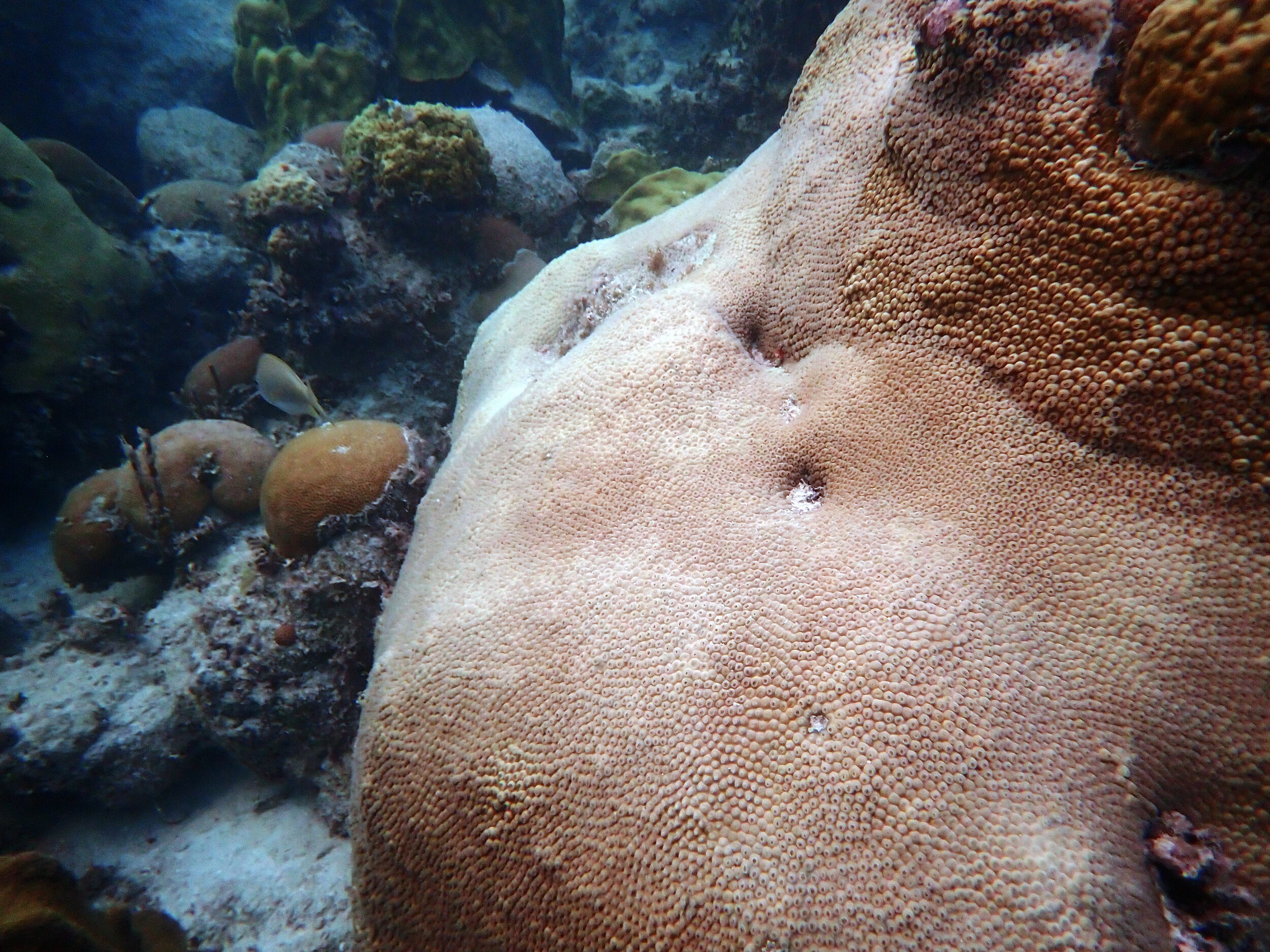 paling coral.jpg