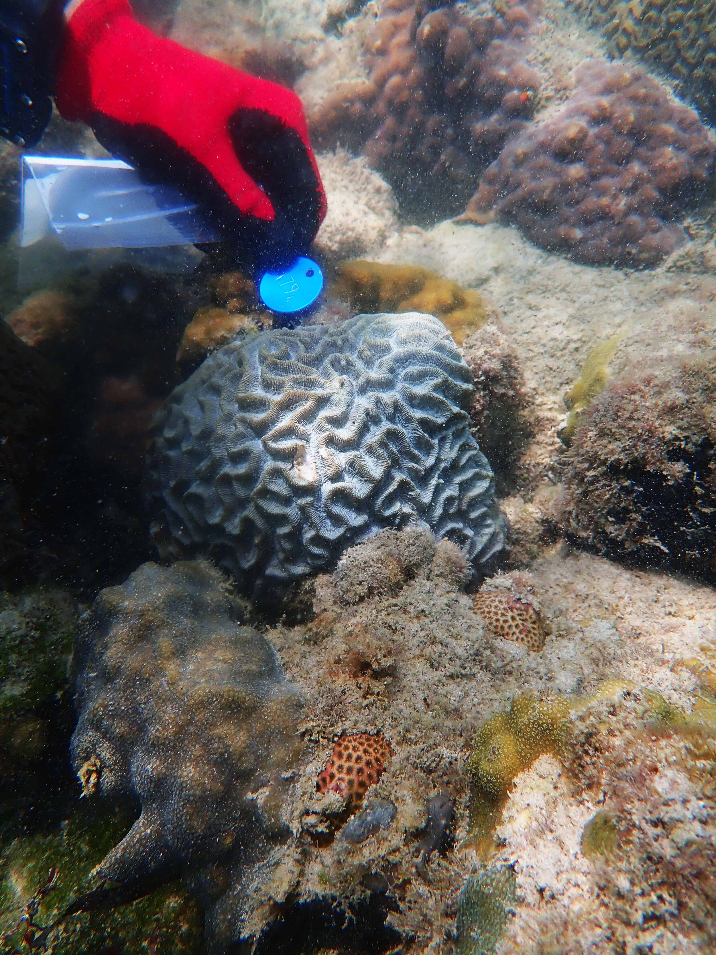 grampling a coral.jpg