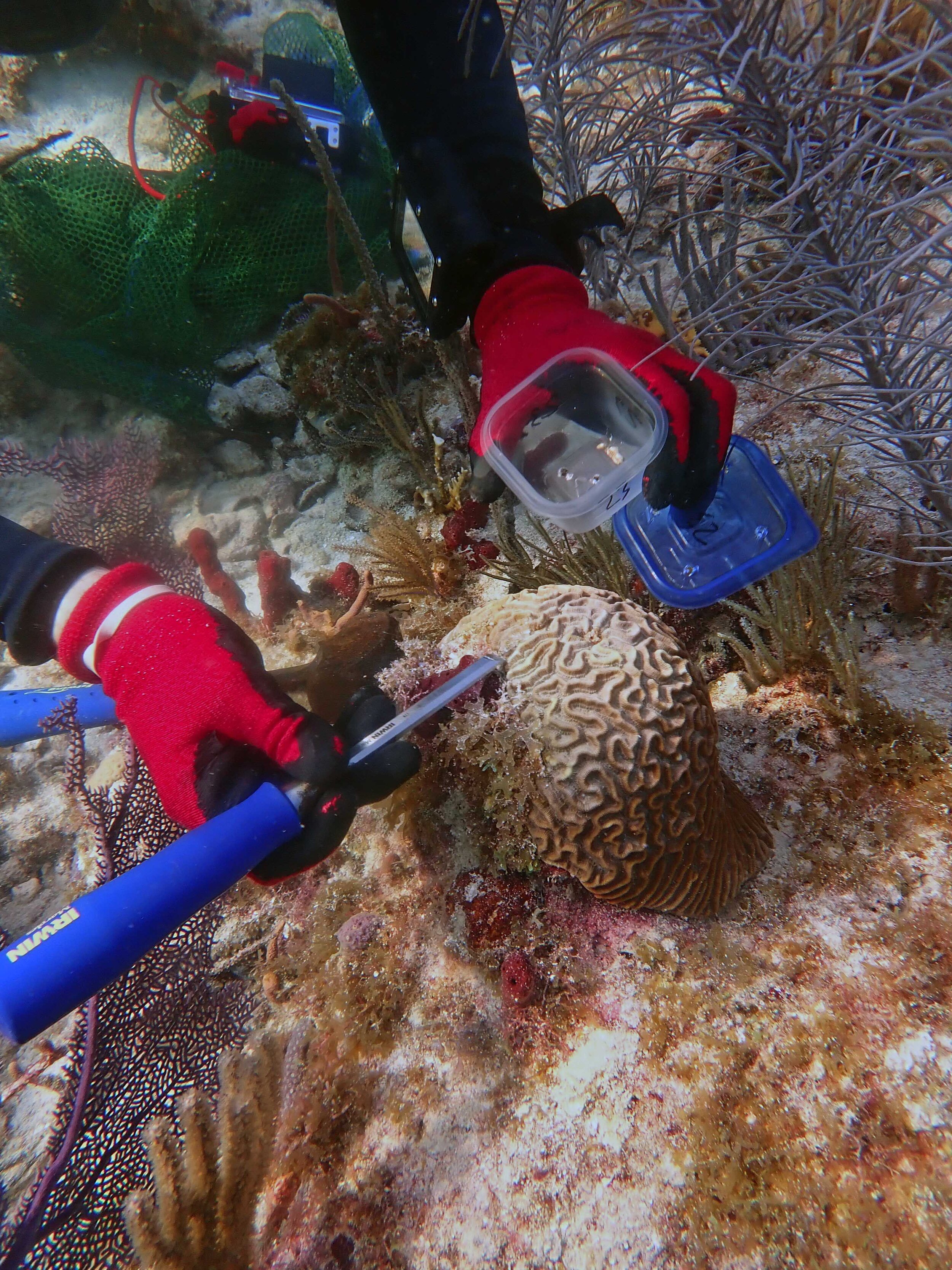 sampling a brain coral.jpg