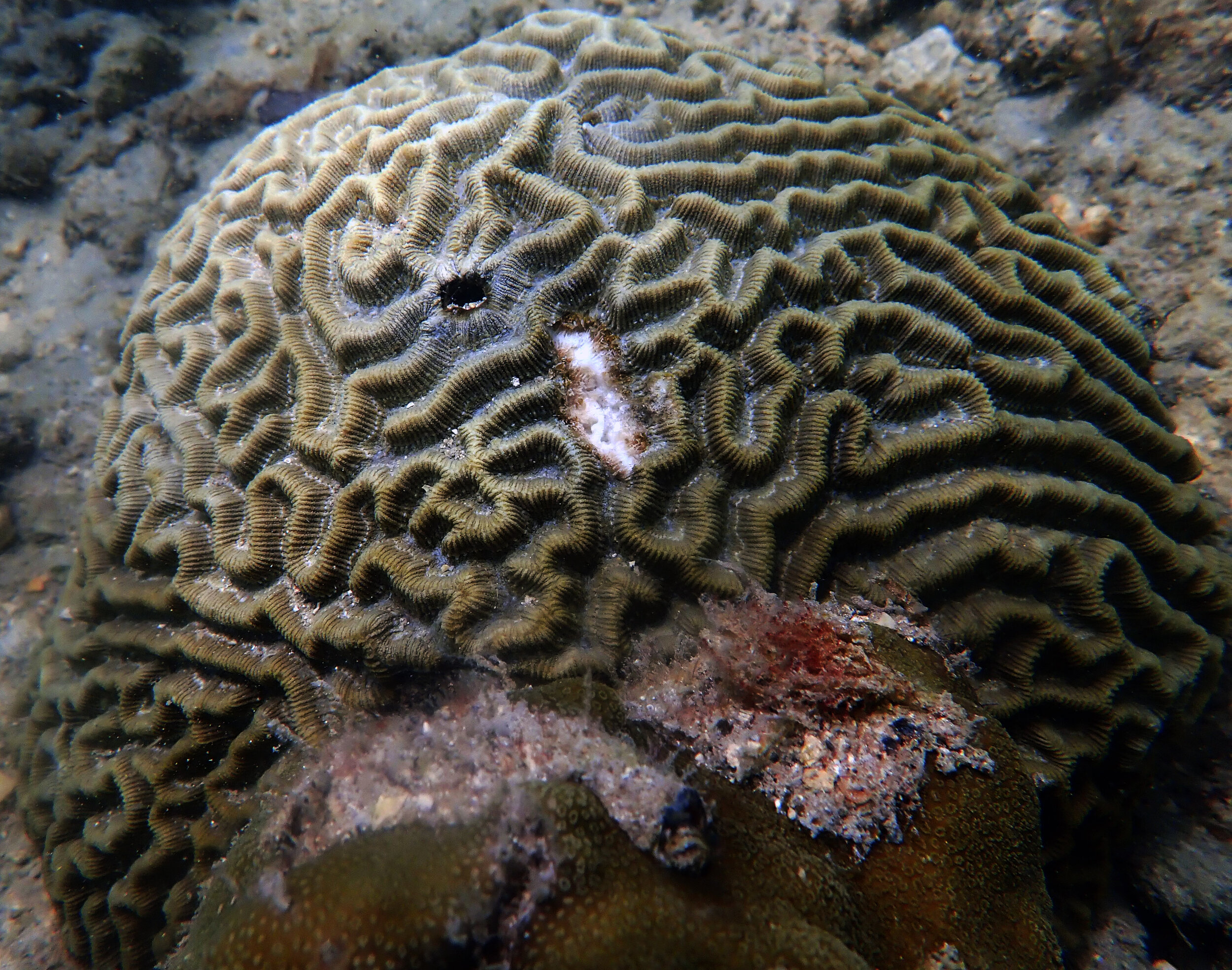 sampled brain coral.jpg