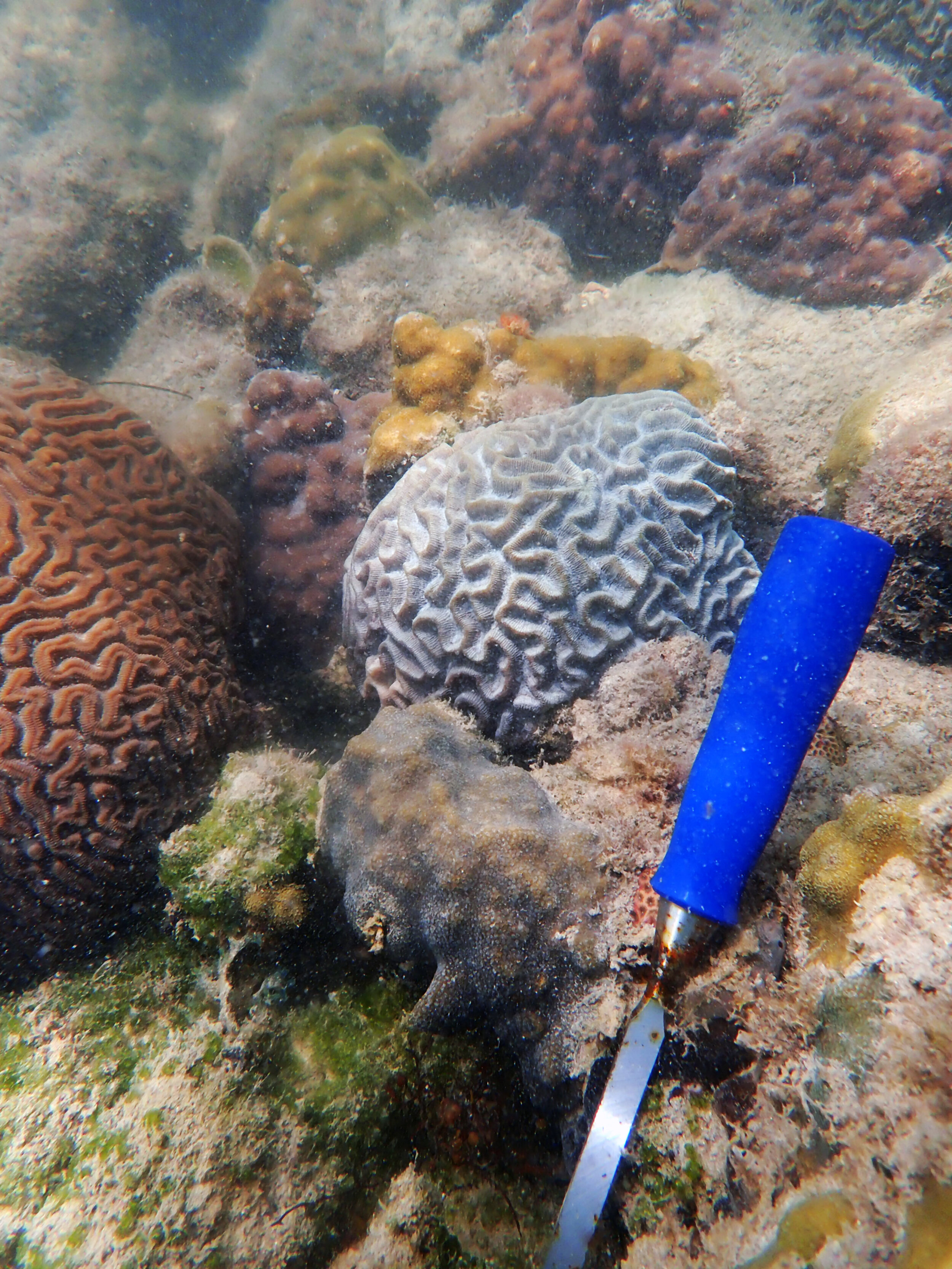 Urban corals MACS.jpg
