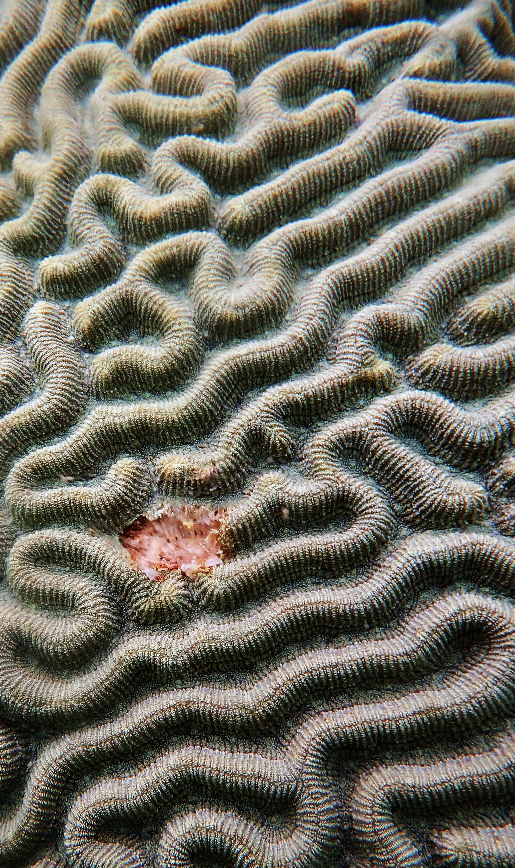wounded brain coral.jpg