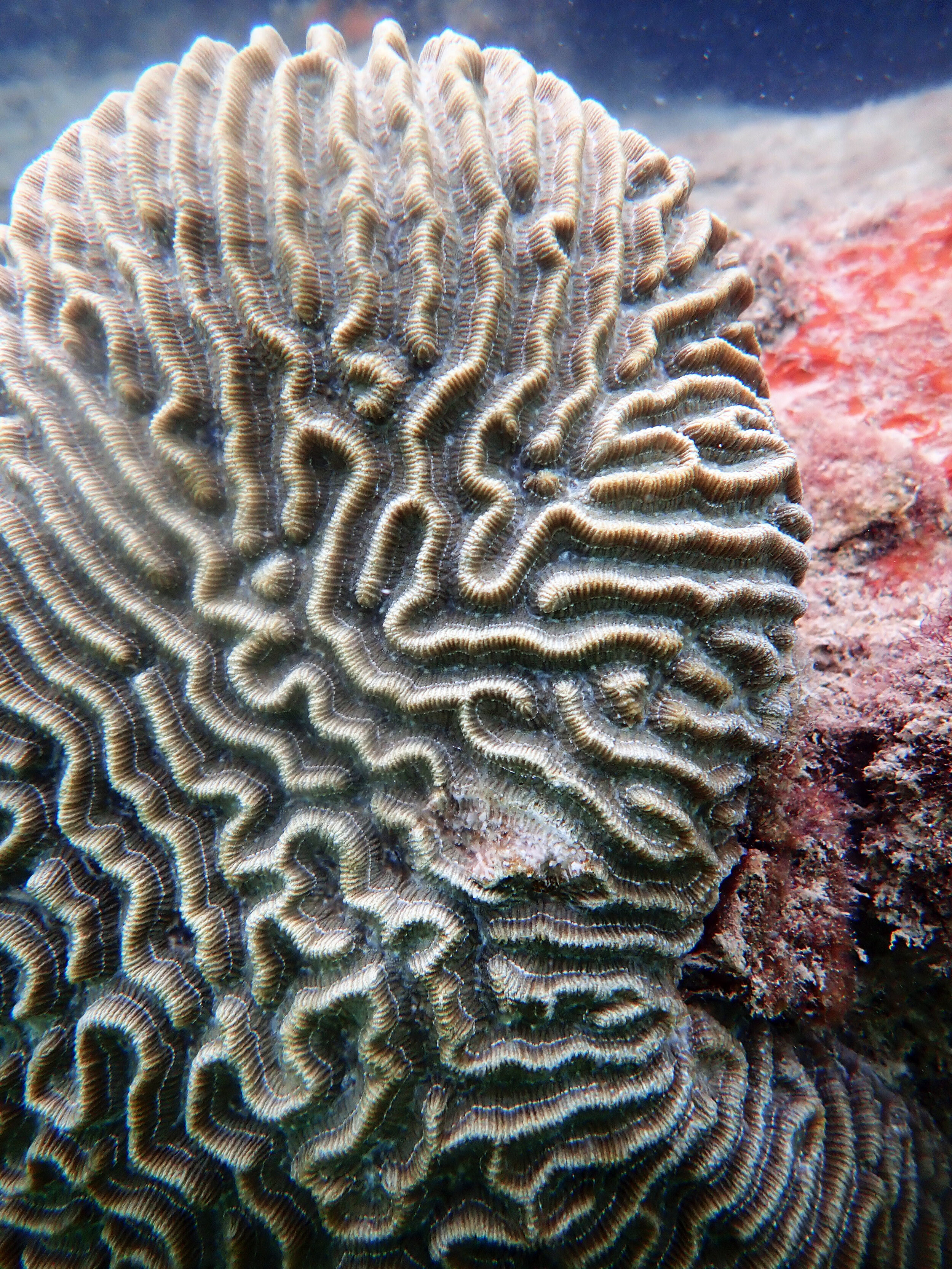 Urban brain corals.jpg