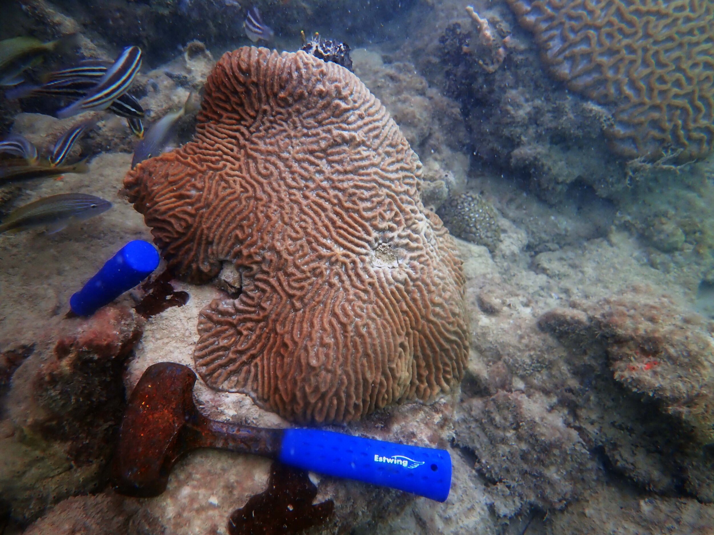 brain corals of Star Island.jpg