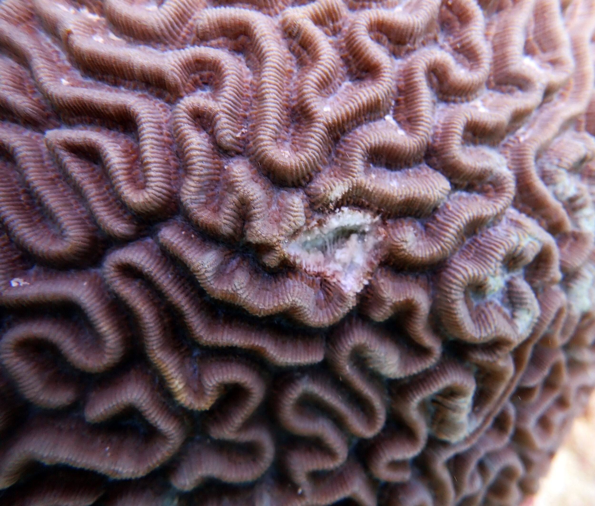 sampled brain coral.jpg