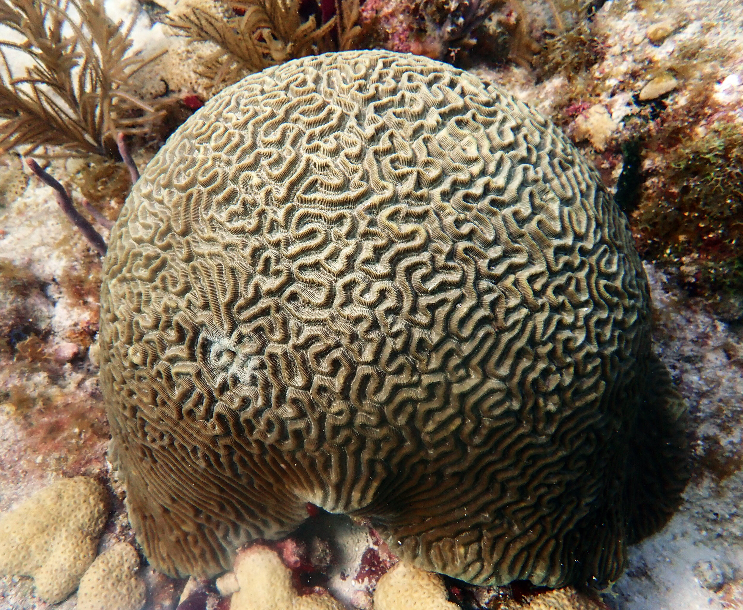 good brain coral shot Florida Keys.jpg