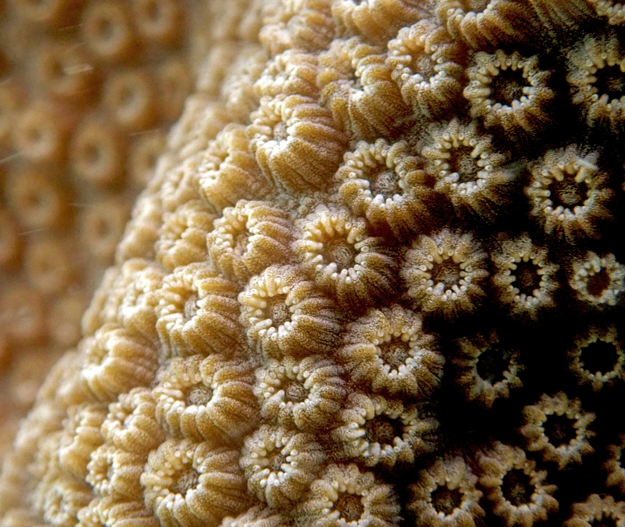 great Ofav coralites shot.jpg