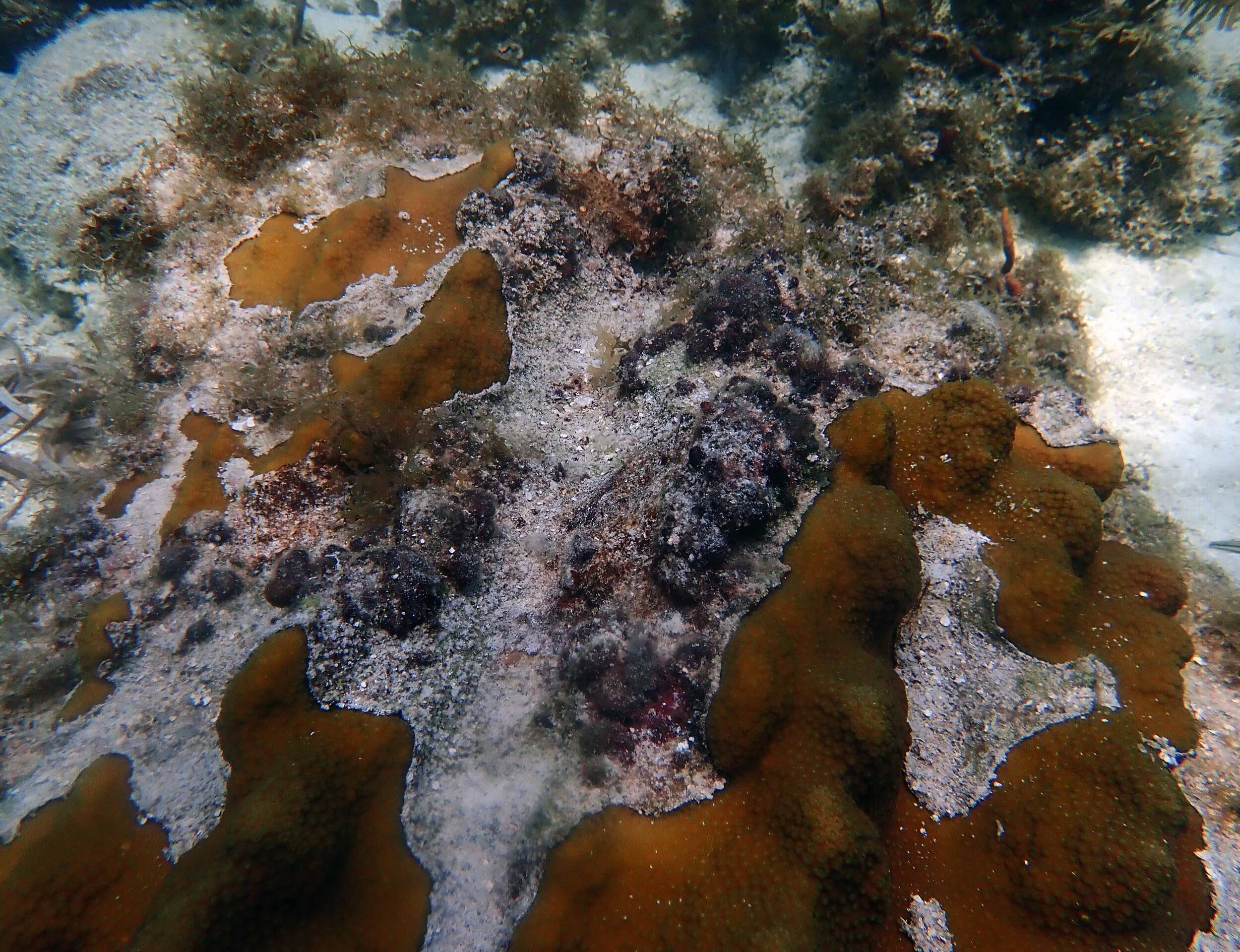 partial mortality at Conch Reef.jpg