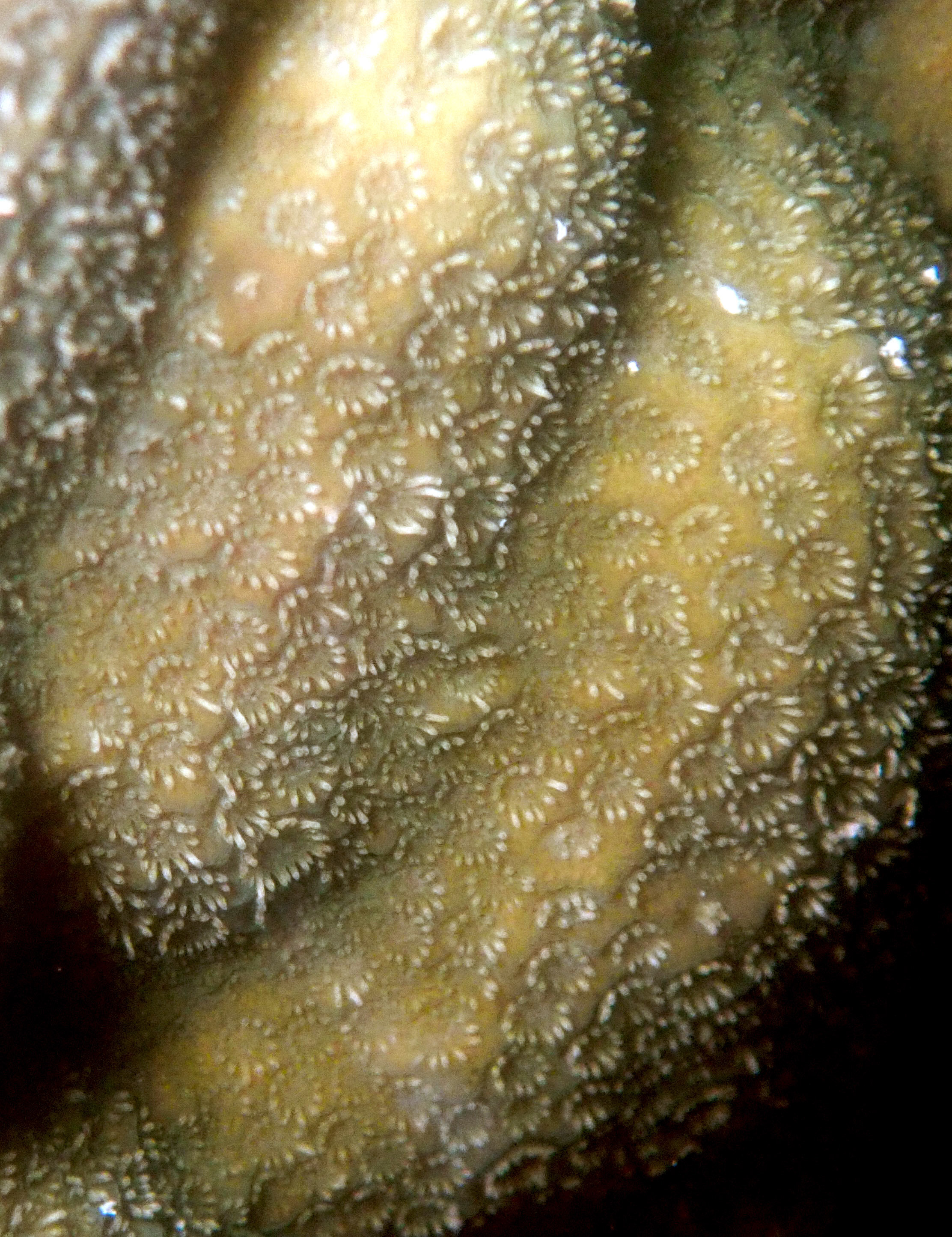 Porites polyps.jpg