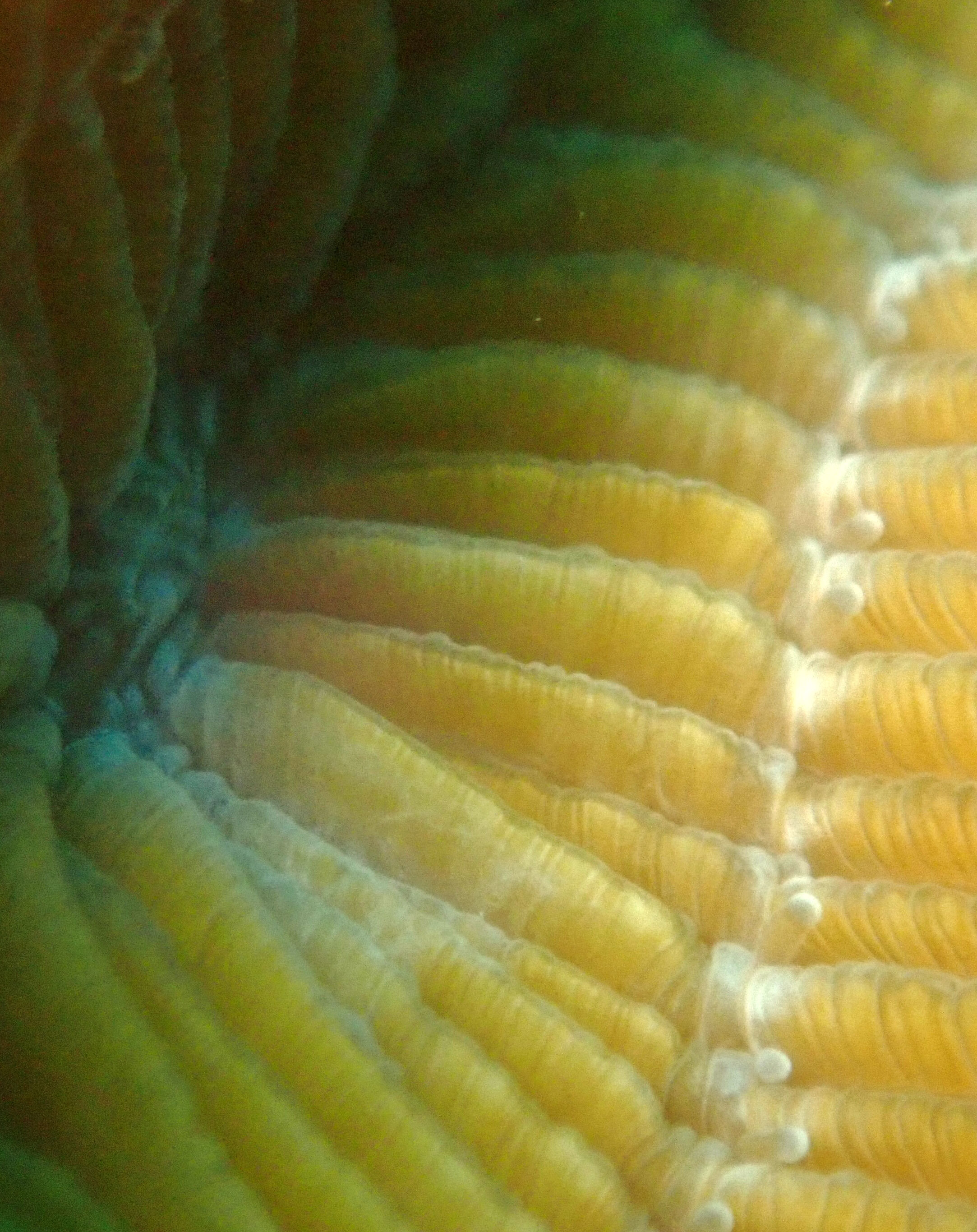 coral mouth macro.jpg