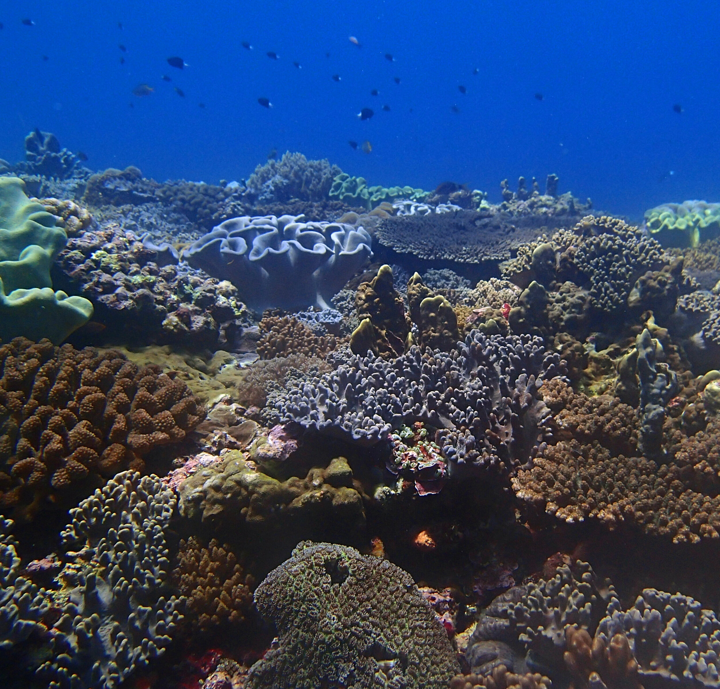 great outer reef shot.jpg