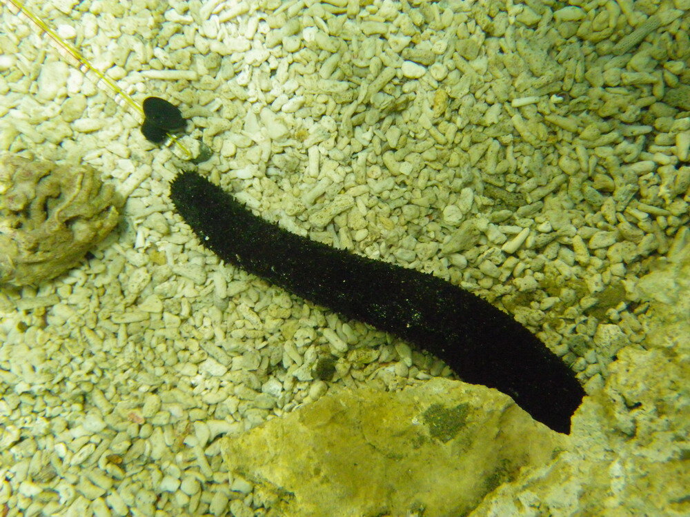 sea cucumber in mesocosm.jpg