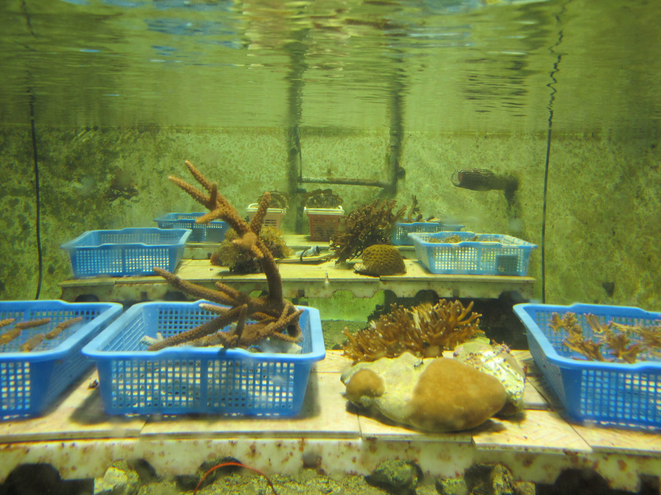 underwater mesocosm.jpg