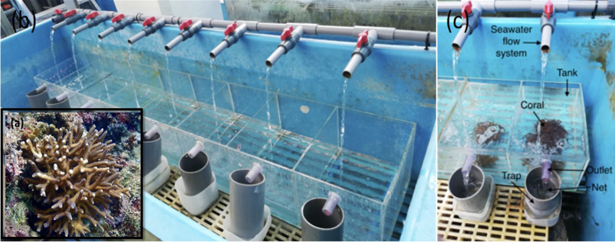 coral larval hatchery.png