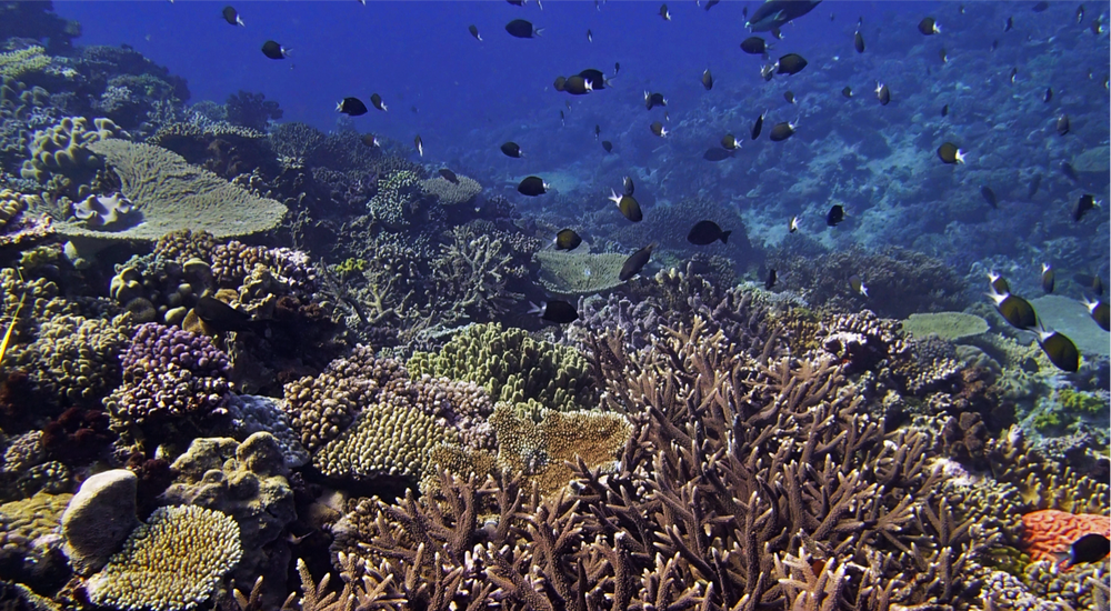Machine Learning & Coral Health Prediction Models — Coral Reef Diagnostics