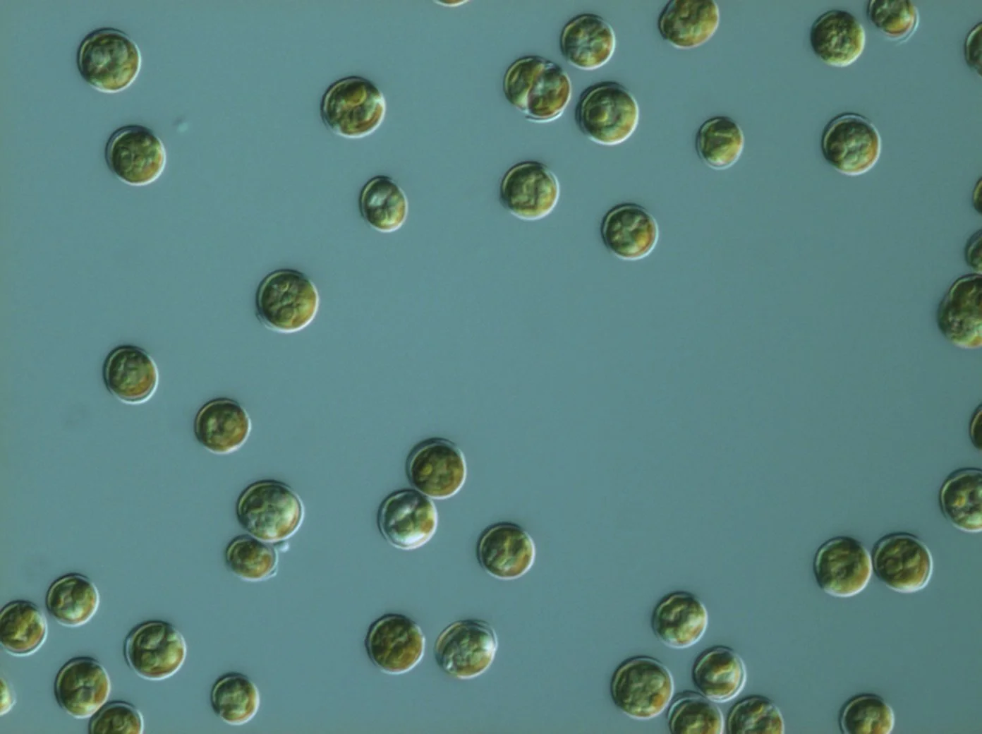 CSC-NMMBA isolated Sym.jpg
