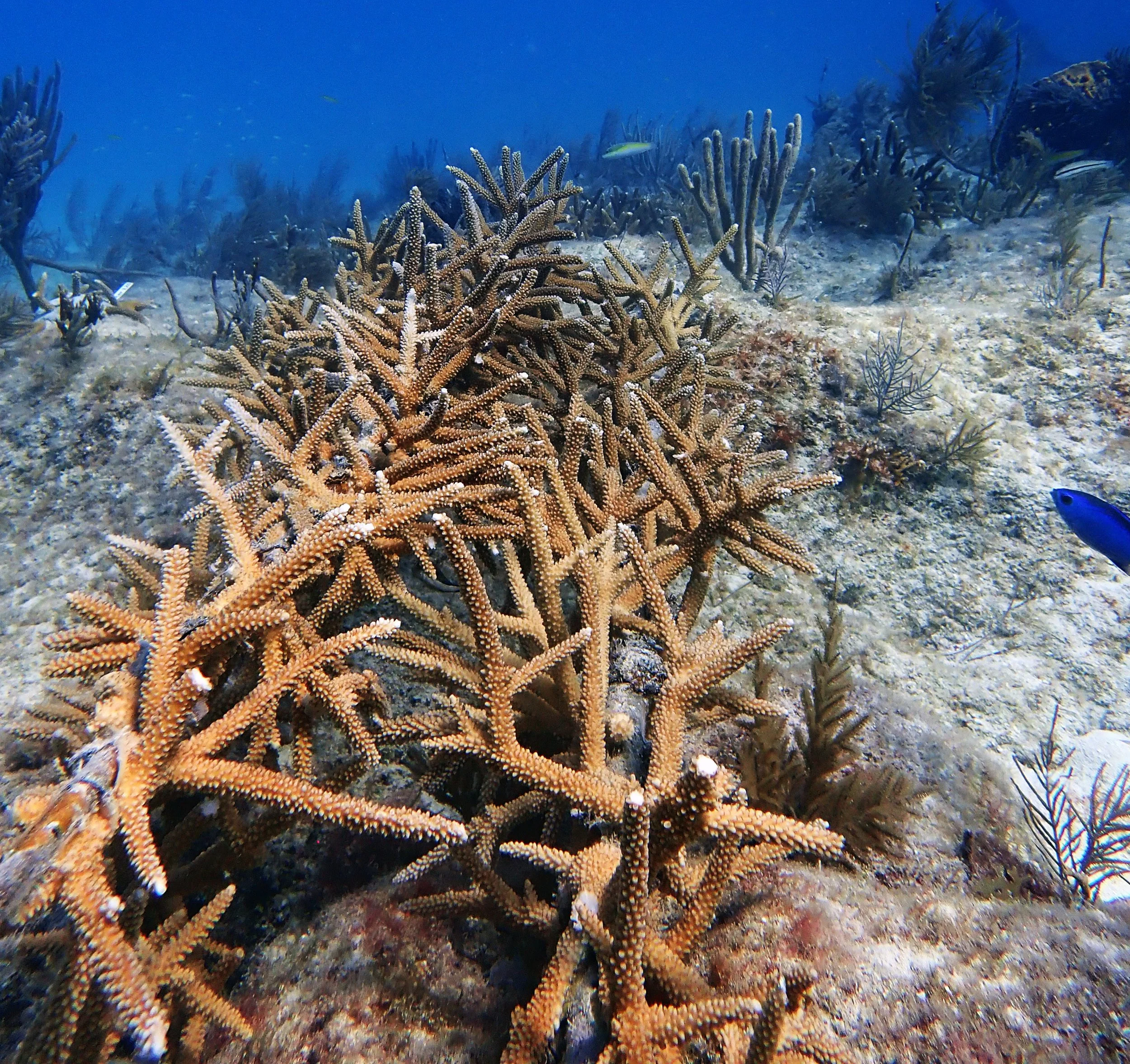 Multi-'Omic analysis of staghorn corals