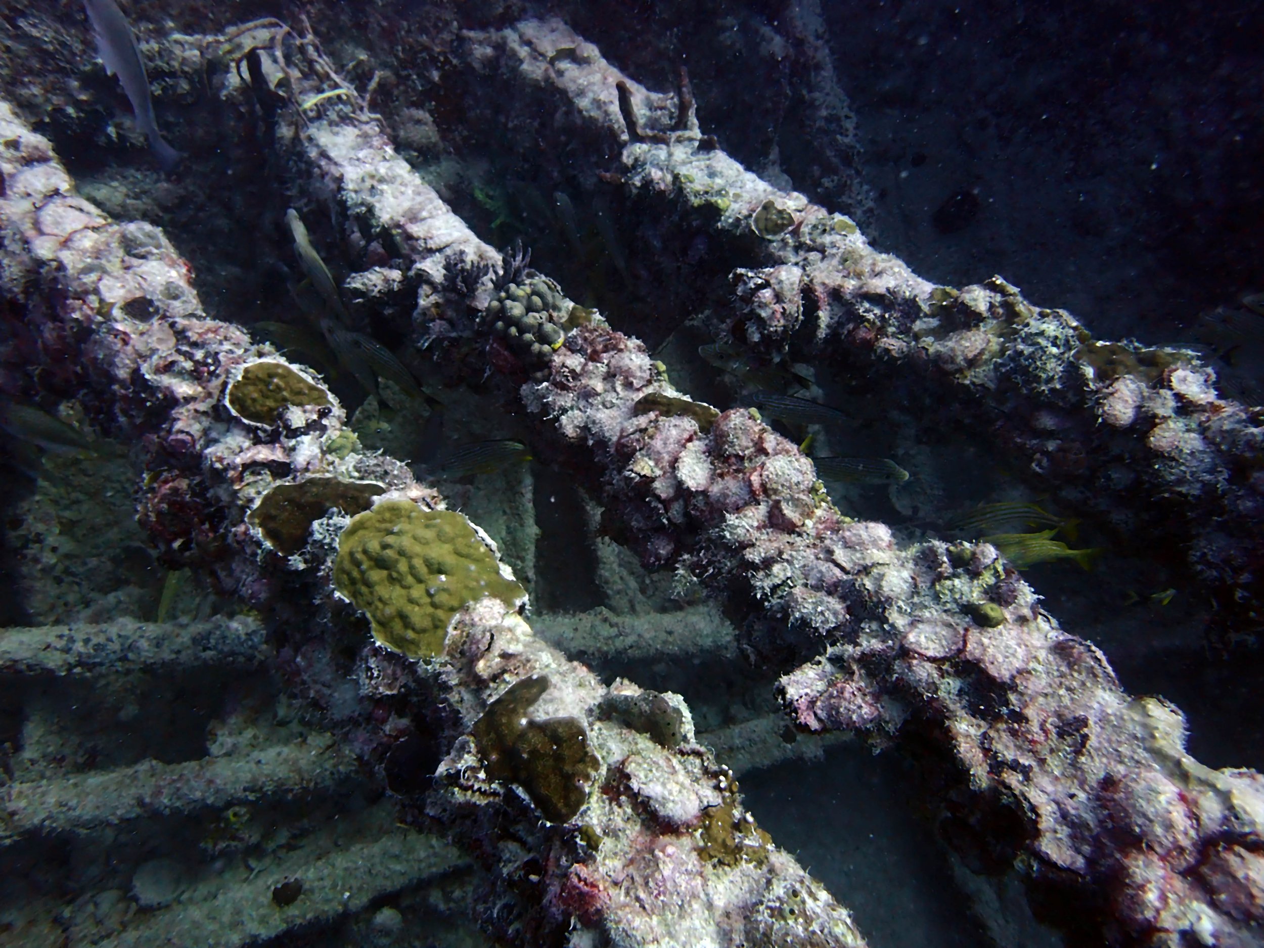 corals on shipwreck.jpg