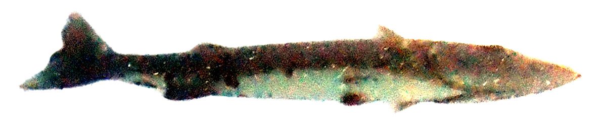 cropped barracuda.jpg