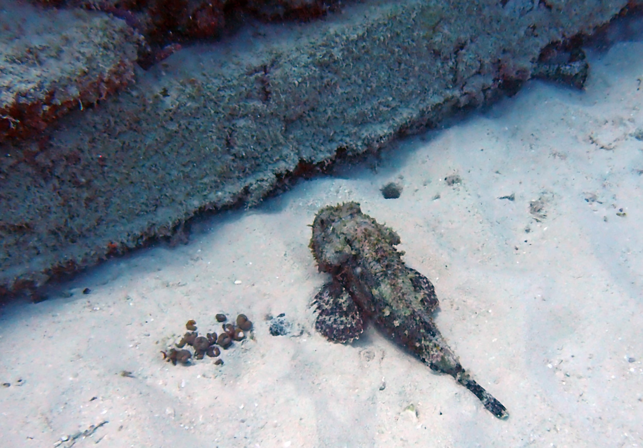 scorpionfish.jpg