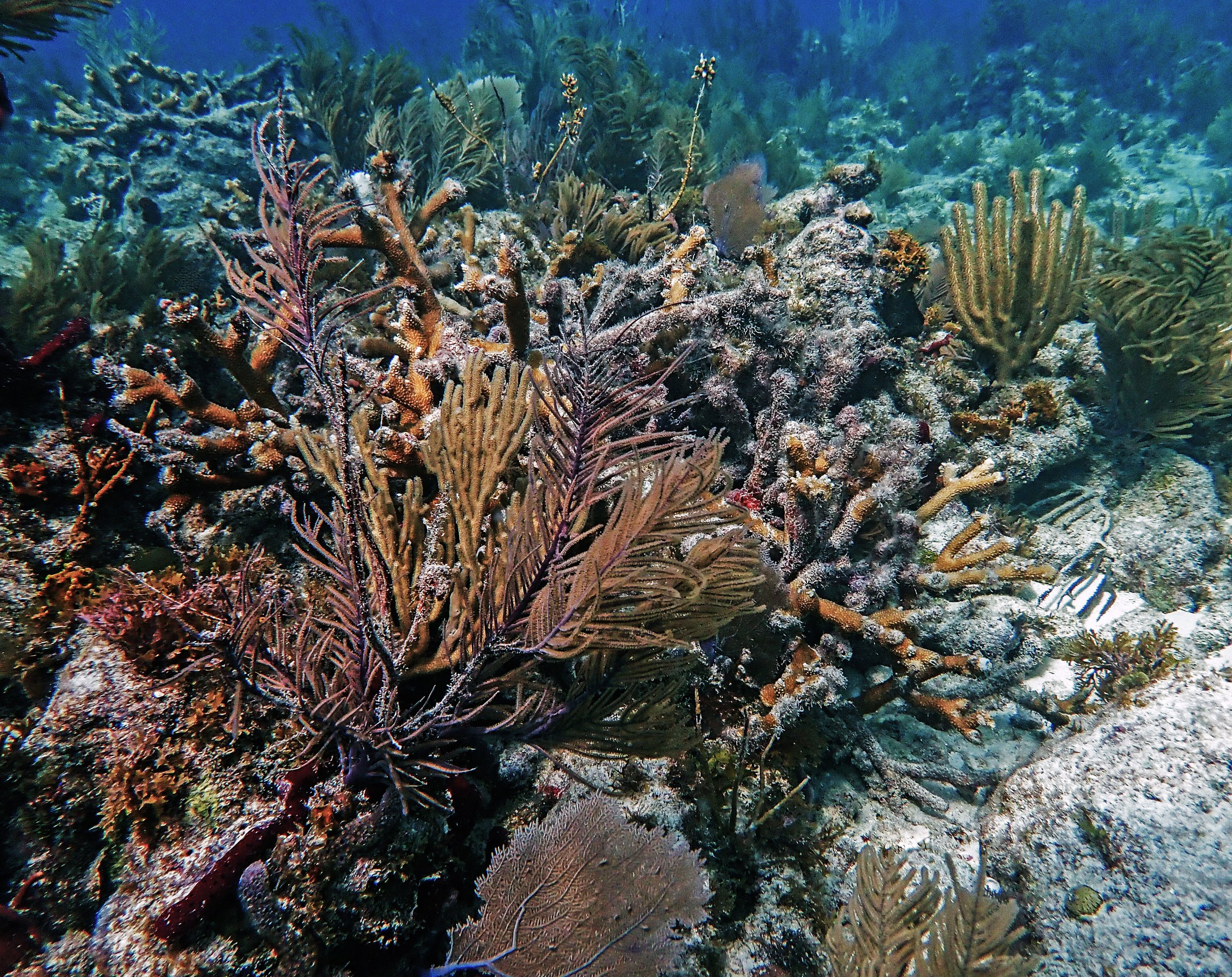 Dry Rocks Florida.jpg