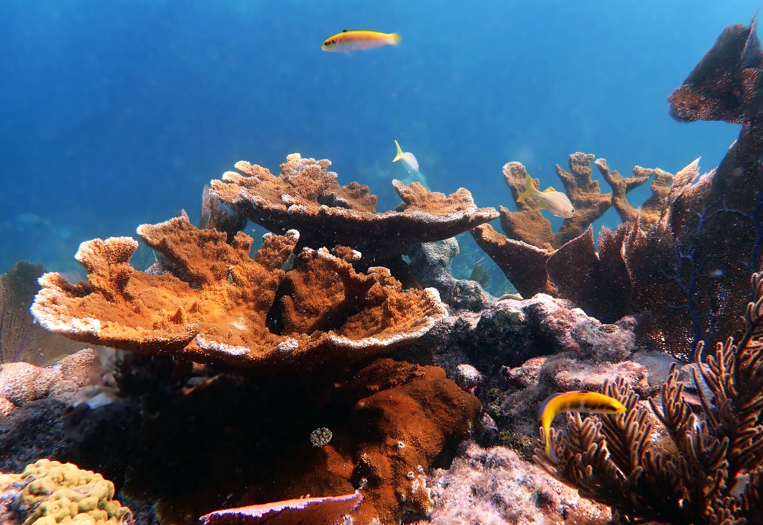 A. palmata at North Dry Rocks.jpg