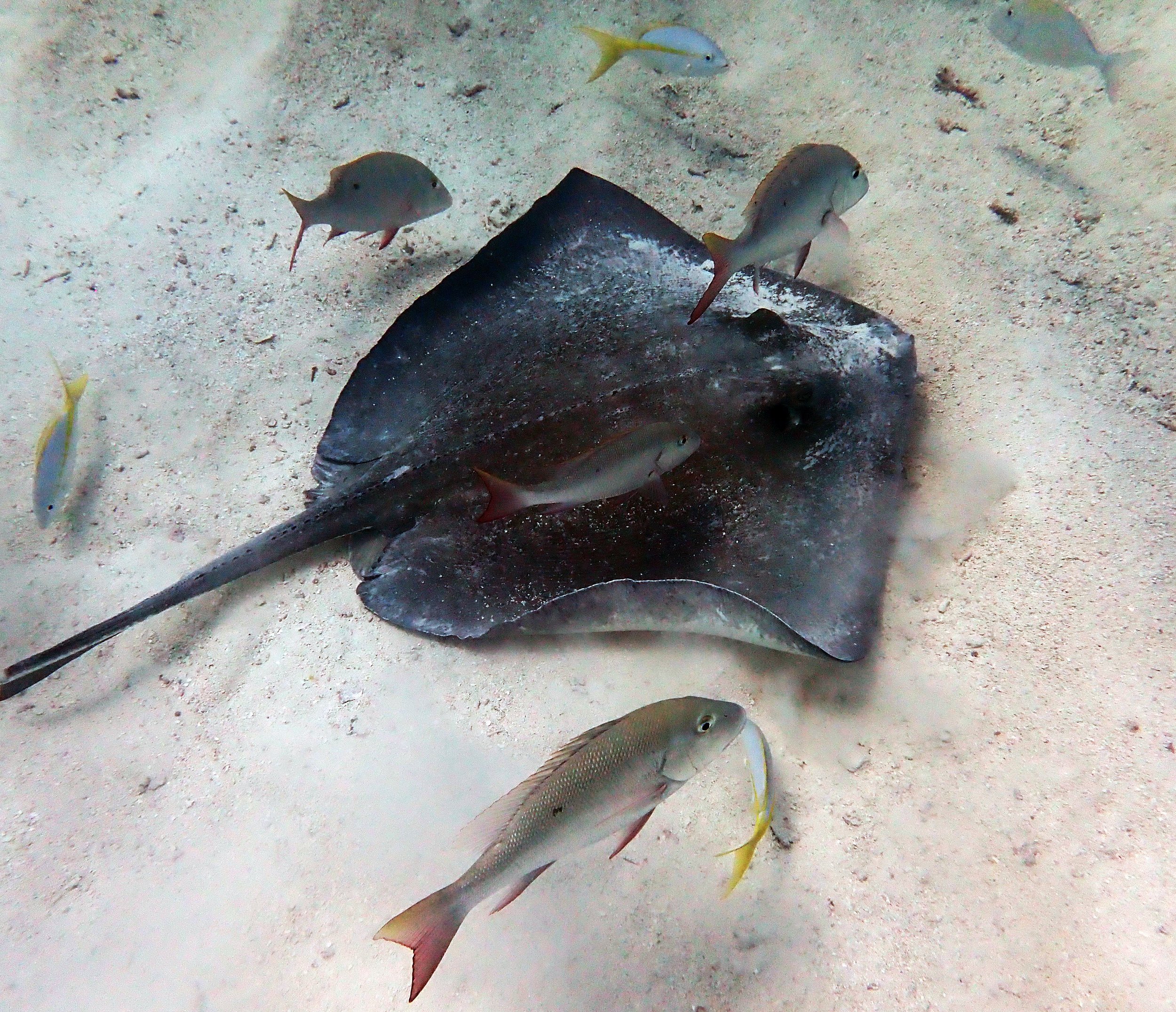 big stingray.jpg