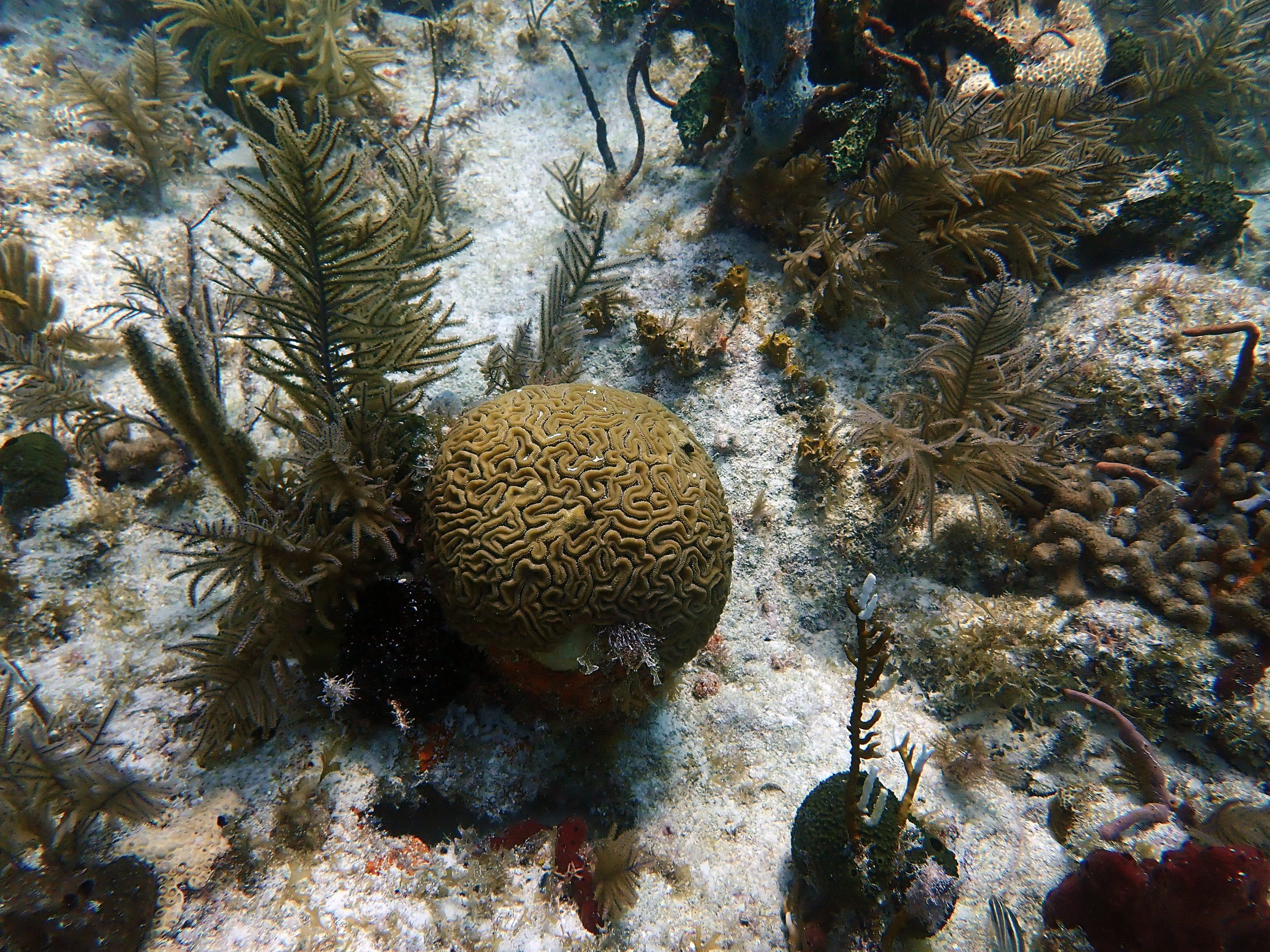 healthy brain coral.jpg