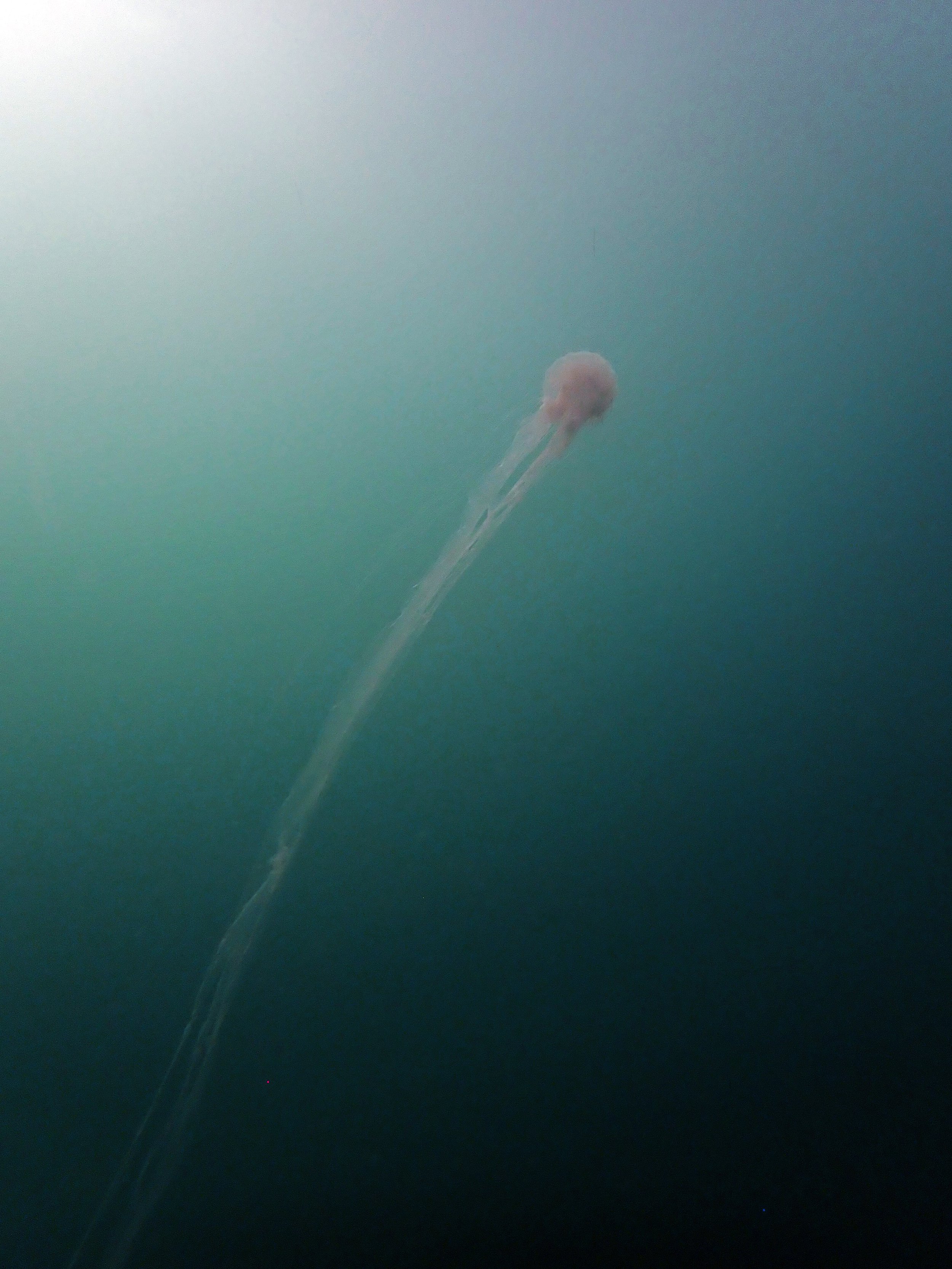 Persian Gulf jellyfish.jpg