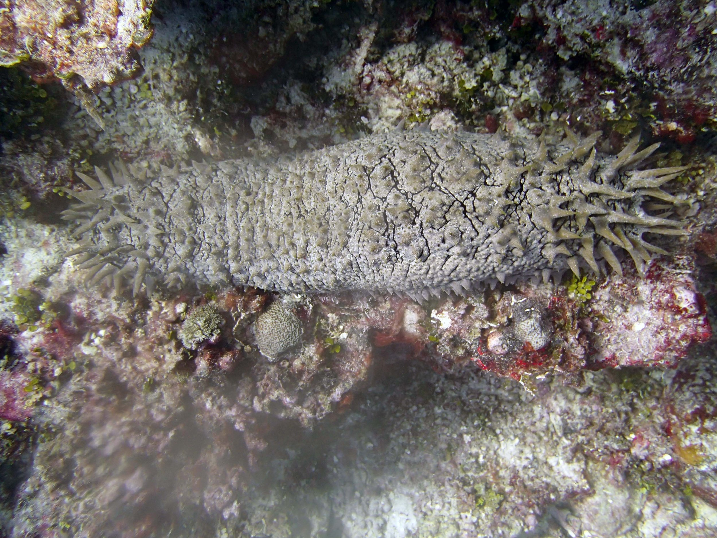 pineapple sea cucumber.JPG
