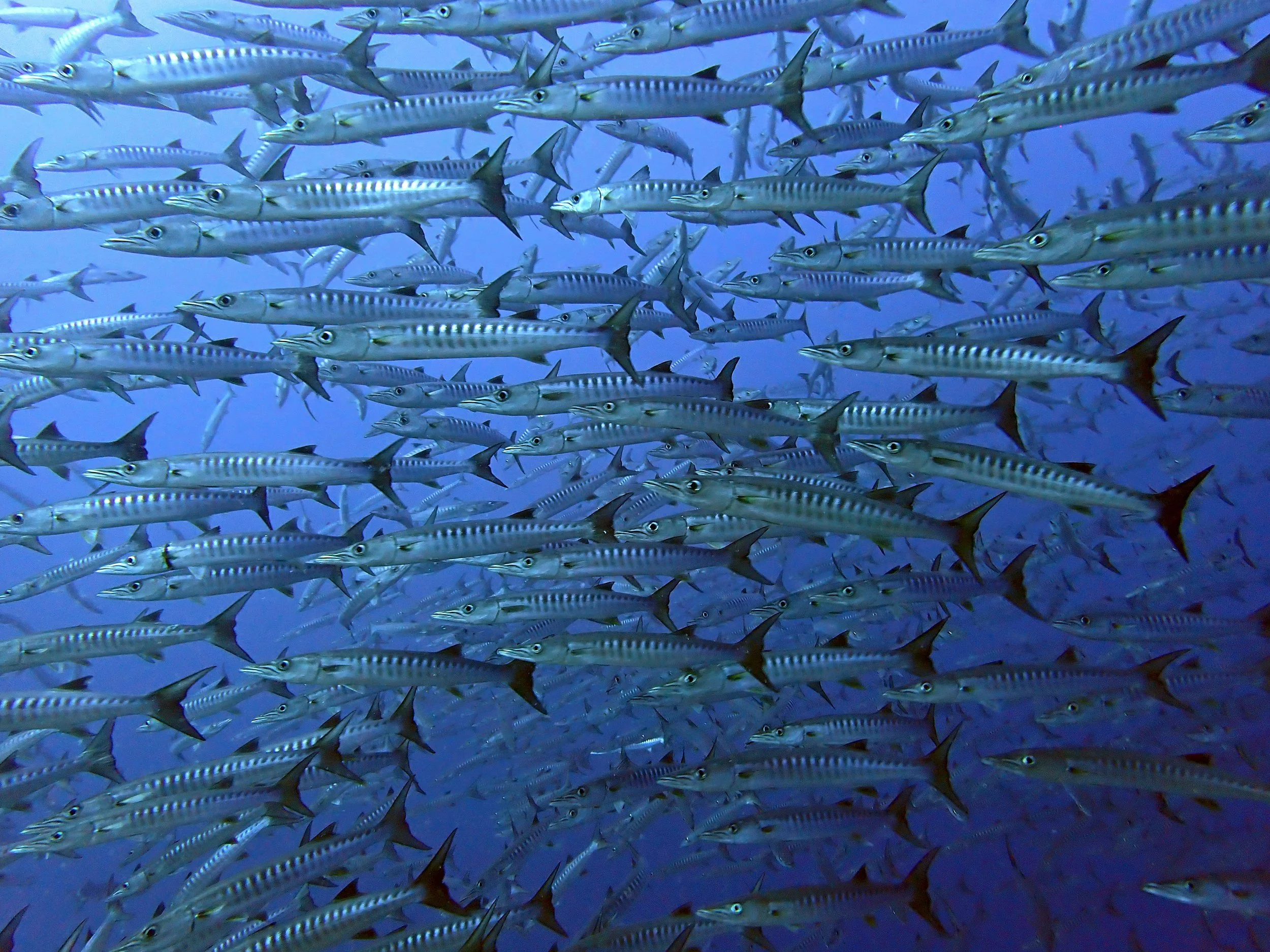 barracuda.jpg