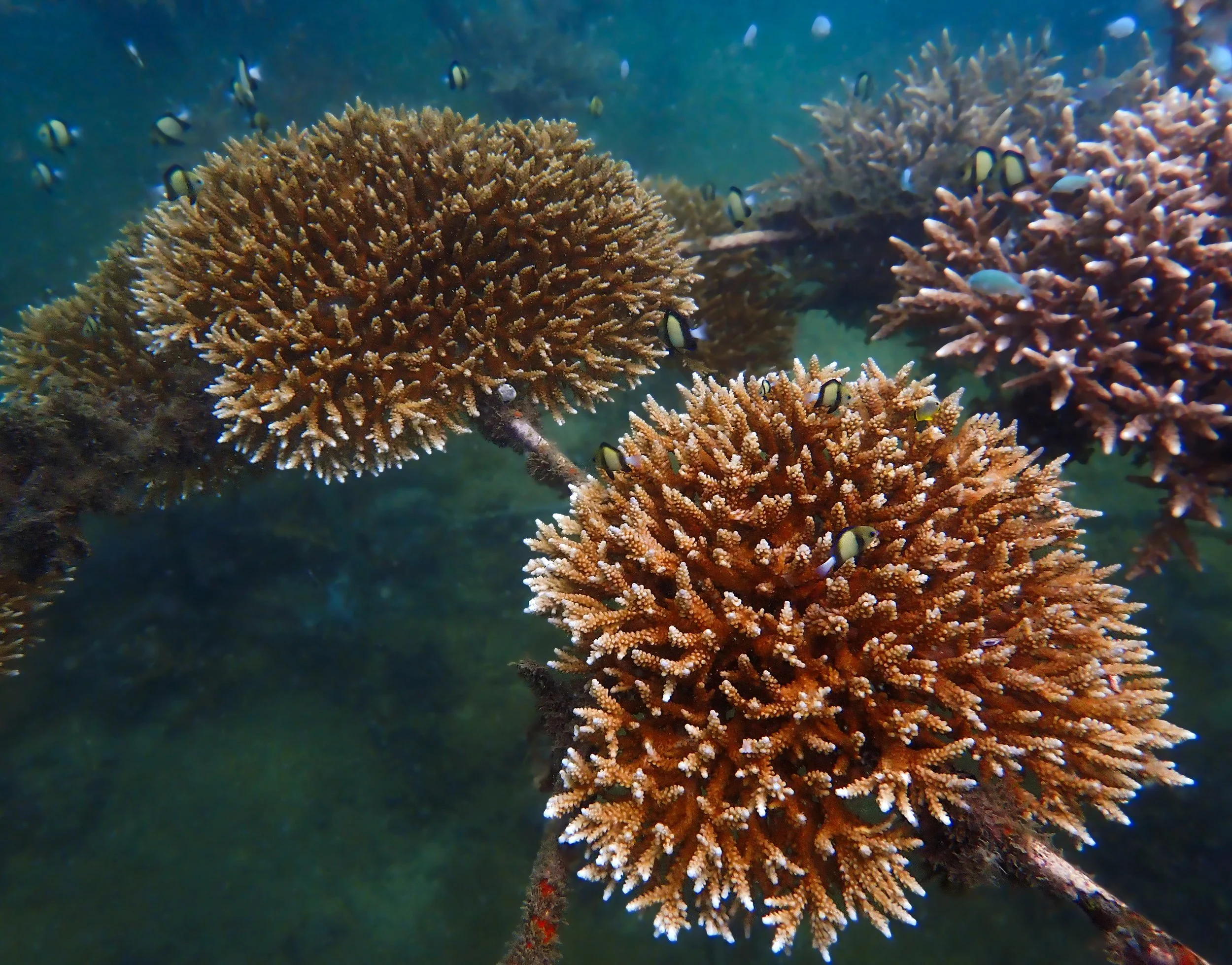 Acropora in Kenyan nursery.jpg
