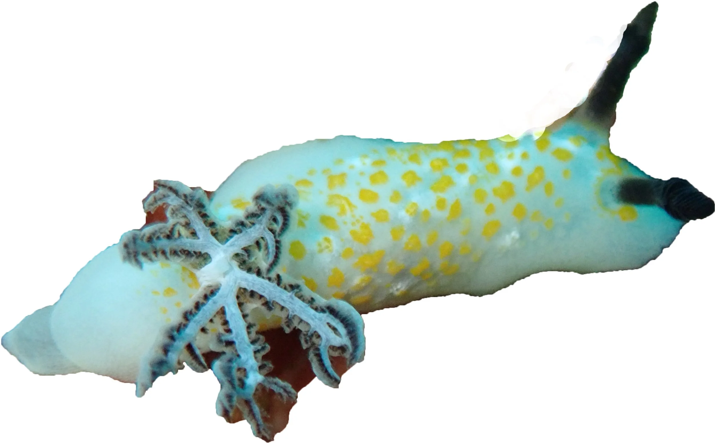 nudi cutout.jpg