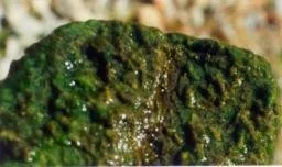 encrusting green.jpg