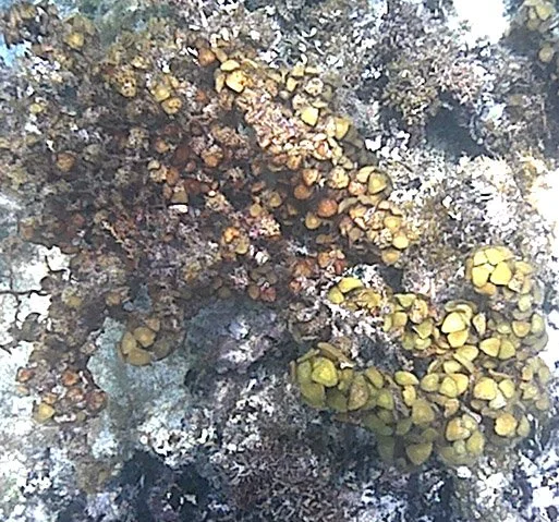 mixed algae.jpg