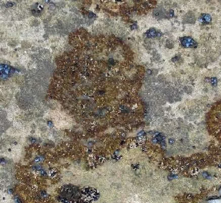 red_turf_algae.jpg