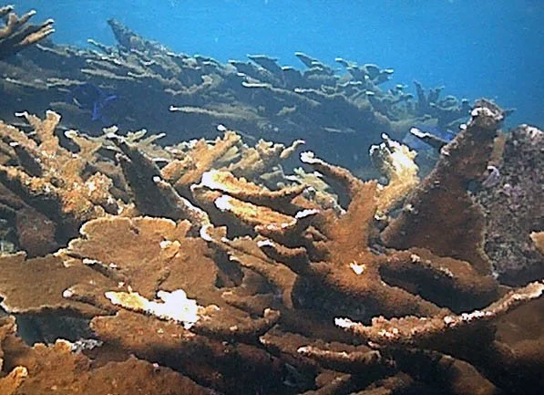 A. palmata.jpg