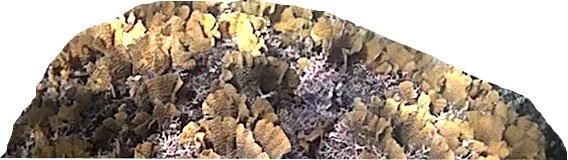 A. tenuifolia.jpg