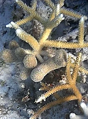 acroporaandporites.jpg
