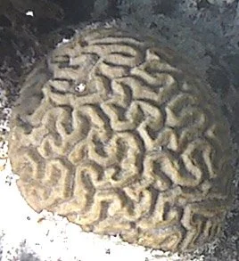 D. strigosa.jpg