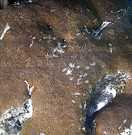 diseased siderastreid.jpg