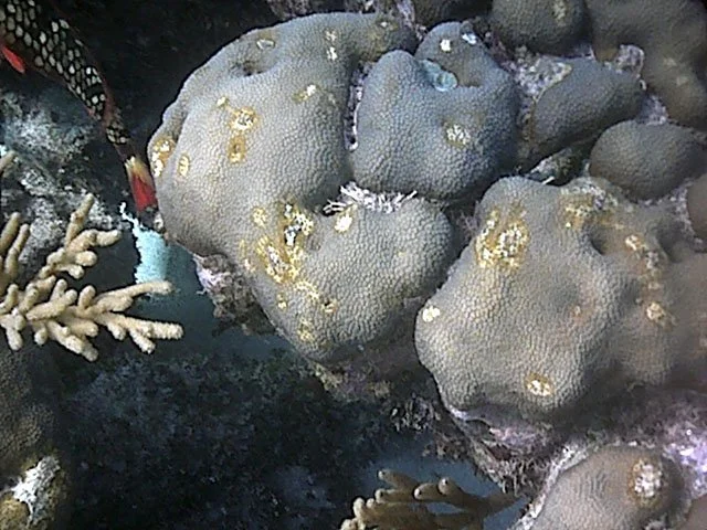 diseasedmontastrea.jpg
