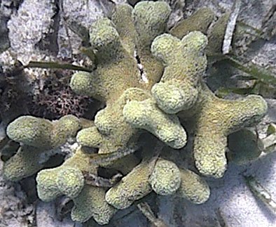 greenfingercoral.jpg